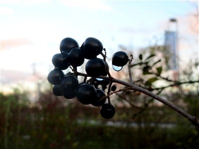 Gewöhnlicher Liguster (Ligustrum vulgare) in Hockenheim