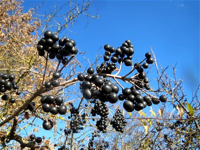 Gewöhnlicher Liguster (Ligustrum vulgare) bei Reilingen