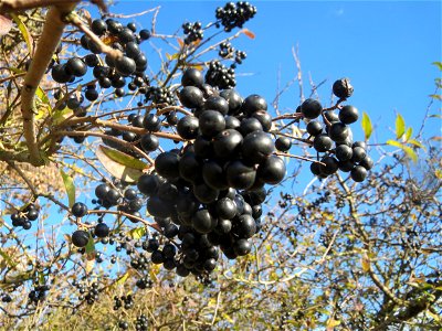 Gewöhnlicher Liguster (Ligustrum vulgare) bei Reilingen