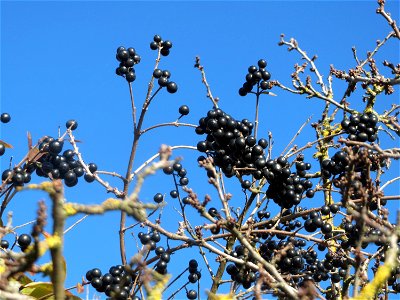 Gewöhnlicher Liguster (Ligustrum vulgare) bei Reilingen