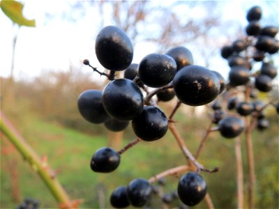 Gewöhnlicher Liguster (Ligustrum vulgare) in Hockenheim