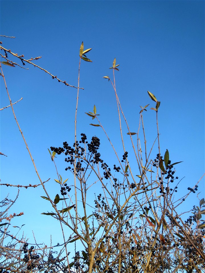Gewöhnlicher Liguster (Ligustrum vulgare) bei Reilingen