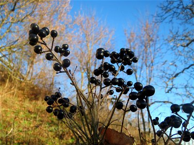 Gewöhnlicher Liguster (Ligustrum vulgare) an der A61 bei Hockenheim