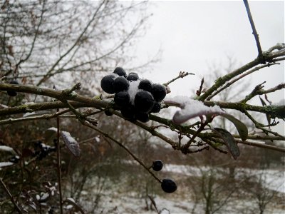 Gewöhnlicher Liguster (Ligustrum vulgare) an der A61 bei Hockenheim