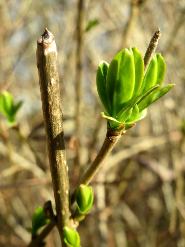 Blattknospen vom Gewöhnlichen Liguster (Ligustrum vulgare) in Hockenheim
