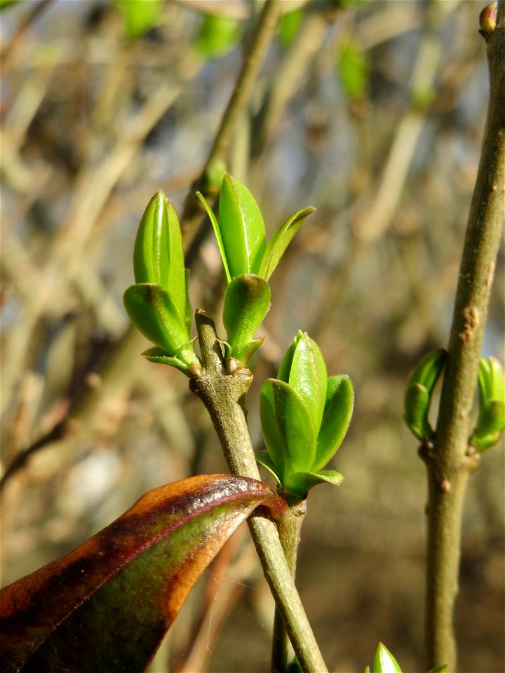 Blattknospen vom Gewöhnlichen Liguster (Ligustrum vulgare) in Hockenheim