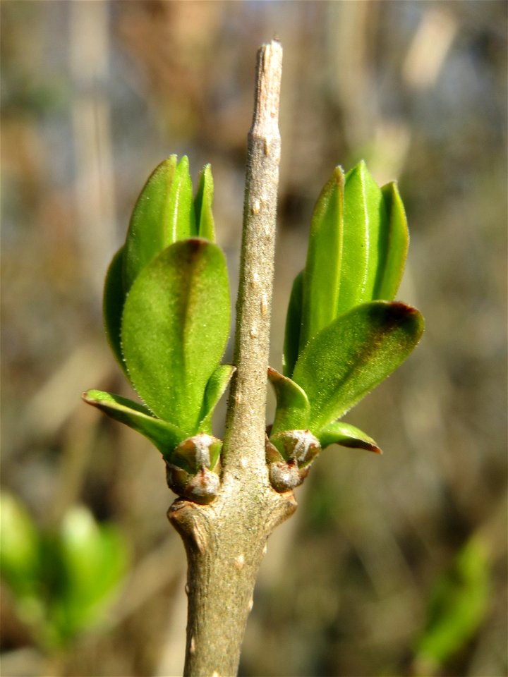 Blattknospen vom Gewöhnlichen Liguster (Ligustrum vulgare) in Hockenheim