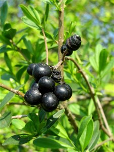 Gewöhnlicher Liguster (Ligustrum vulgare) auf einem Grünstreifen zwischen Eisenbahnstraße und Am Damm in Hockenheim - noch mit Früchten vom Vorjahr