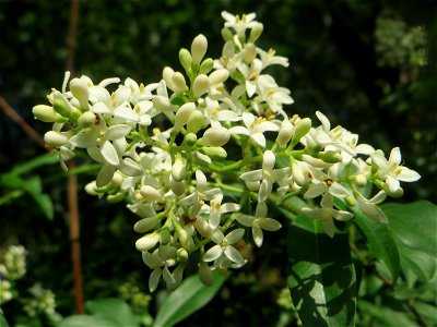 Gewöhnlicher Liguster (Ligustrum vulgare) im Landschaftsschutzgebiet „Hockenheimer Rheinbogen“