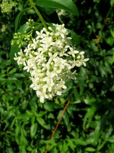Gewöhnlicher Liguster (Ligustrum vulgare) im Landschaftsschutzgebiet „Hockenheimer Rheinbogen“