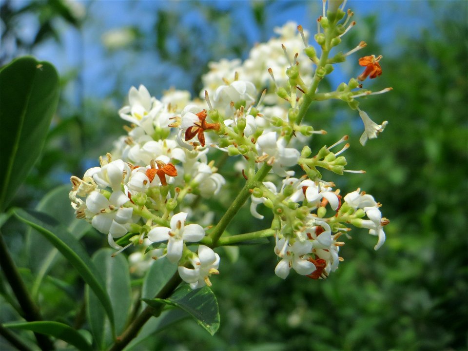 Gewöhnlicher Liguster (Ligustrum vulgare) am Stadtrand von Hockenheim