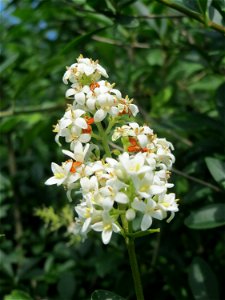 Gewöhnlicher Liguster (Ligustrum vulgare) am Stadtrand von Hockenheim