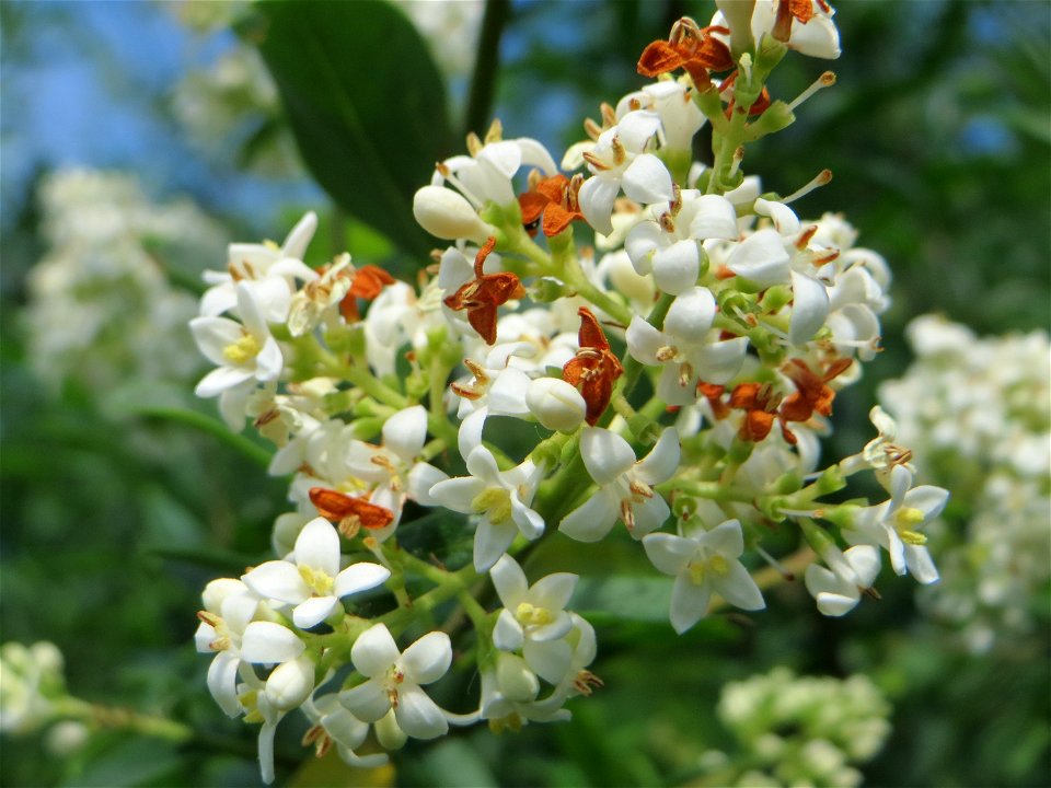 Gewöhnlicher Liguster (Ligustrum vulgare) am Stadtrand von Hockenheim