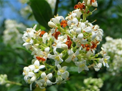Gewöhnlicher Liguster (Ligustrum vulgare) am Stadtrand von Hockenheim