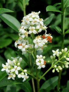 Gewöhnlicher Liguster (Ligustrum vulgare) am Stadtrand von Hockenheim