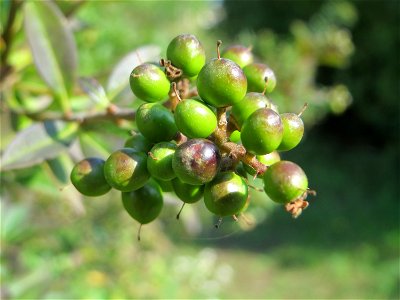 Unreife Früchte vom Gewöhnlichen Liguster (Ligustrum vulgare) in Hockenheim