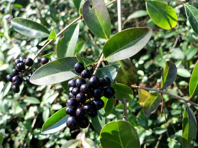 Früchte vom Gewöhnlichen Liguster (Ligustrum vulgare) am Hockenheimer Baggersee in der Schwetzinger Hardt