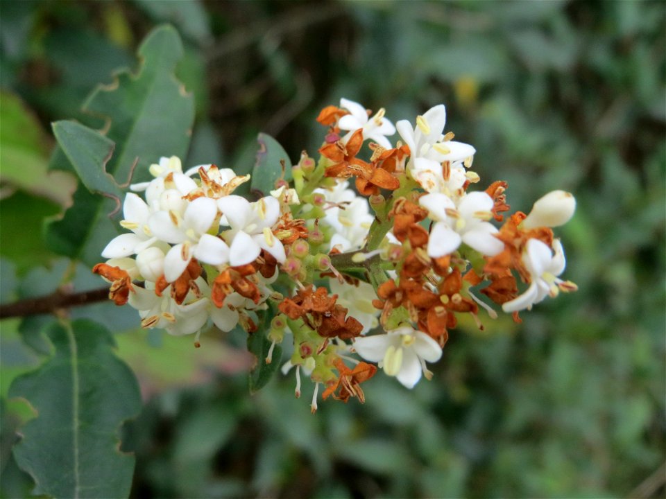 Gewöhnlicher Liguster (Ligustrum vulgare) bei Hockenheim - zweite Blüte im Herbst