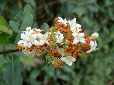 Gewöhnlicher Liguster (Ligustrum vulgare) bei Hockenheim - zweite Blüte im Herbst