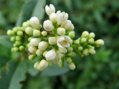 Gewöhnlicher Liguster (Ligustrum vulgare) bei Hockenheim - zweite Blüte im Herbst