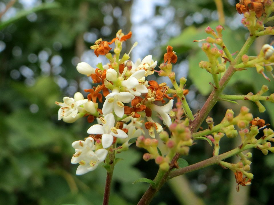 Gewöhnlicher Liguster (Ligustrum vulgare) bei Hockenheim - zweite Blüte im Herbst
