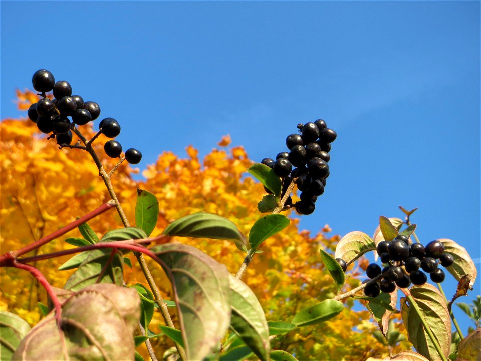 Gewöhnlicher Liguster (Ligustrum vulgare) in Hockenheim