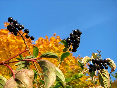 Gewöhnlicher Liguster (Ligustrum vulgare) in Hockenheim
