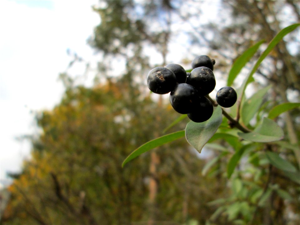 Gewöhnlicher Liguster (Ligustrum vulgare) in Hockenheim-Talhaus