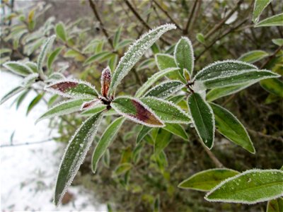 Vereister Liguster (Ligustrum vulgare) am Stadtrand von Hockenheim nach dem Wintereinbruch am 1. Dezember 2017
