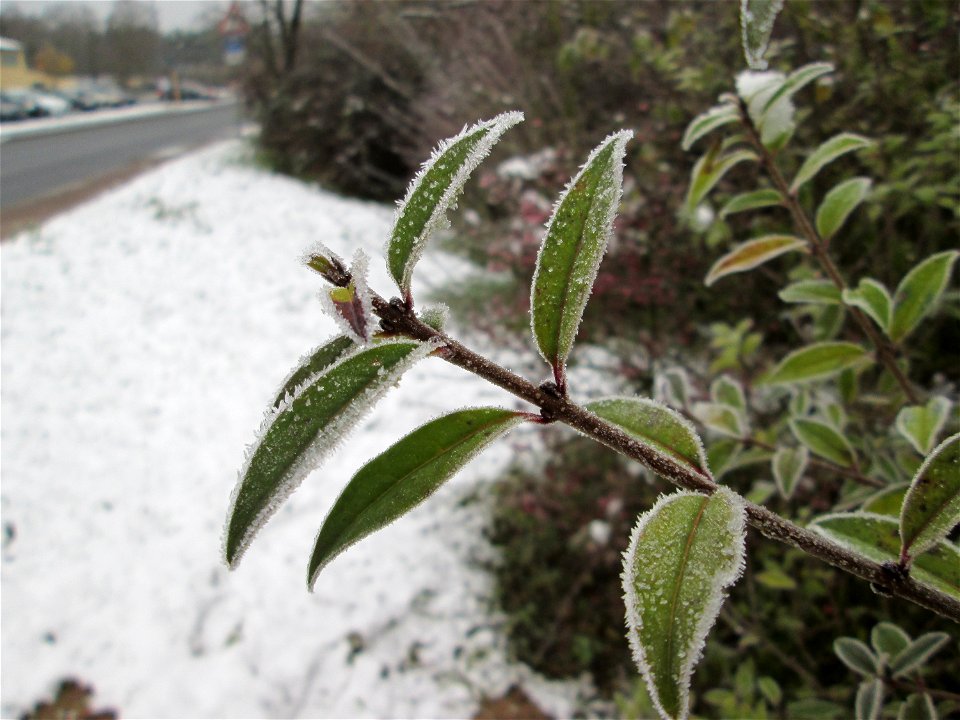 Vereister Liguster (Ligustrum vulgare) am Stadtrand von Hockenheim nach dem Wintereinbruch am 1. Dezember 2017