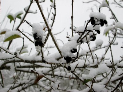 Gewöhnlicher Liguster (Ligustrum vulgare) an der A61 bei Hockenheim bei Neuschnee am 3. Dezember 2017