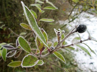 Vereister Liguster (Ligustrum vulgare) am Stadtrand von Hockenheim nach dem Wintereinbruch am 1. Dezember 2017