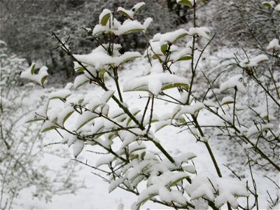Gewöhnlicher Liguster (Ligustrum vulgare) an der A61 bei Hockenheim bei Neuschnee am 3. Dezember 2017