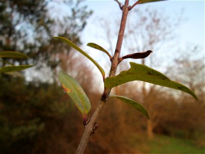 Gewöhnlicher Liguster (Ligustrum vulgare) an der Böschung der A61 bei Hockenheim