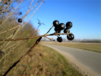 Gewöhnlicher Liguster (Ligustrum vulgare) bei Reilingen