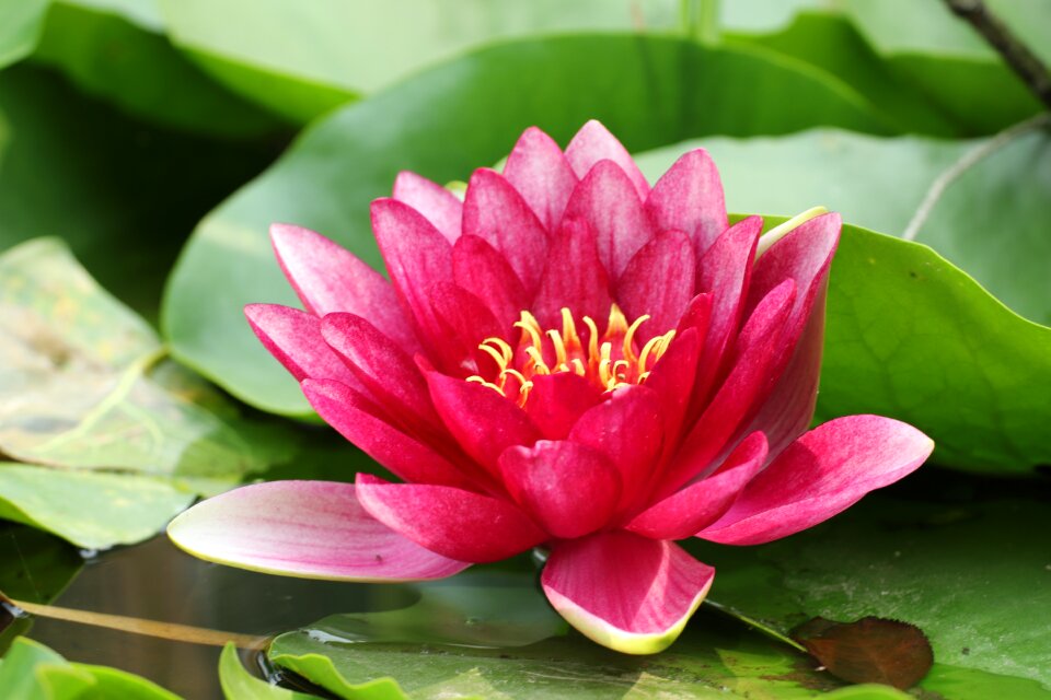 Water blossom nature