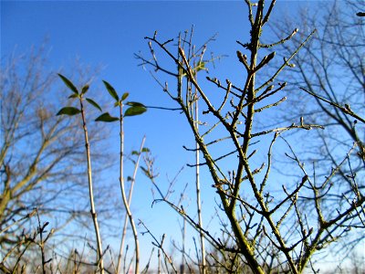 Gewöhnlicher Liguster (Ligustrum vulgare) an der Böschung der A61 bei Hockenheim