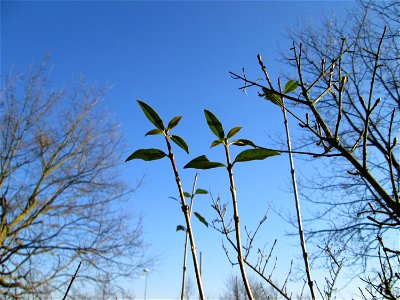 Gewöhnlicher Liguster (Ligustrum vulgare) an der Böschung der A61 bei Hockenheim