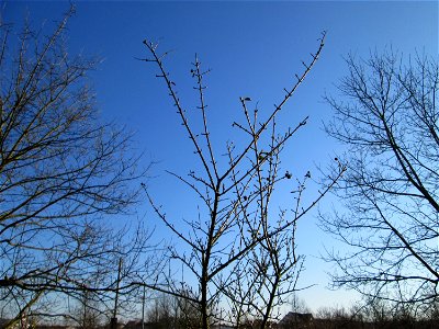Gewöhnlicher Liguster (Ligustrum vulgare) an der Böschung der A61 bei Hockenheim