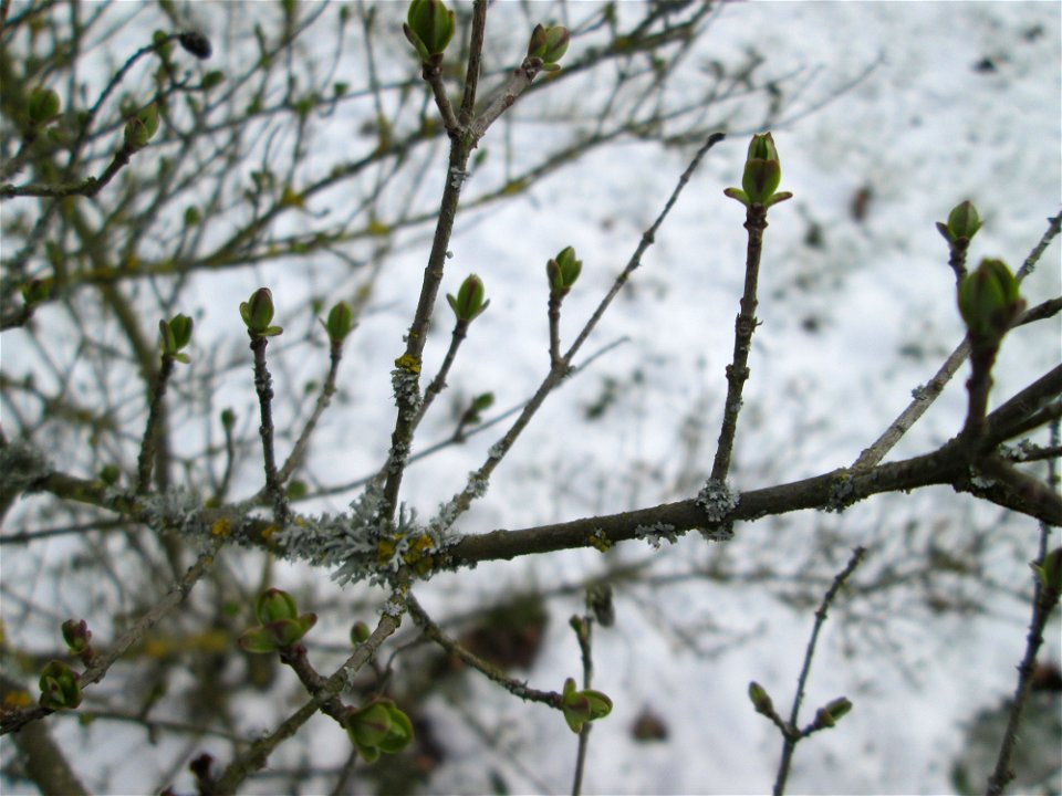 Austreibender Gewöhnlicher Liguster (Ligustrum vulgare) an der A61 bei Hockenheim bei Neuschnee am 18. März 2018