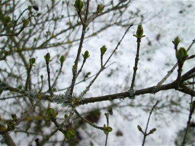Austreibender Gewöhnlicher Liguster (Ligustrum vulgare) an der A61 bei Hockenheim bei Neuschnee am 18. März 2018