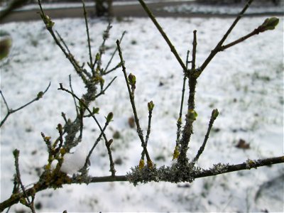 Austreibender Gewöhnlicher Liguster (Ligustrum vulgare) an der A61 bei Hockenheim bei Neuschnee am 18. März 2018