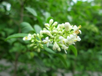 Gewöhnlicher Liguster (Ligustrum vulgare) in Hockenheim