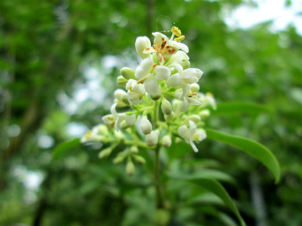 Gewöhnlicher Liguster (Ligustrum vulgare) in Hockenheim