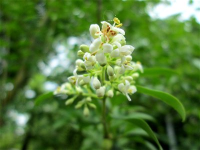 Gewöhnlicher Liguster (Ligustrum vulgare) in Hockenheim