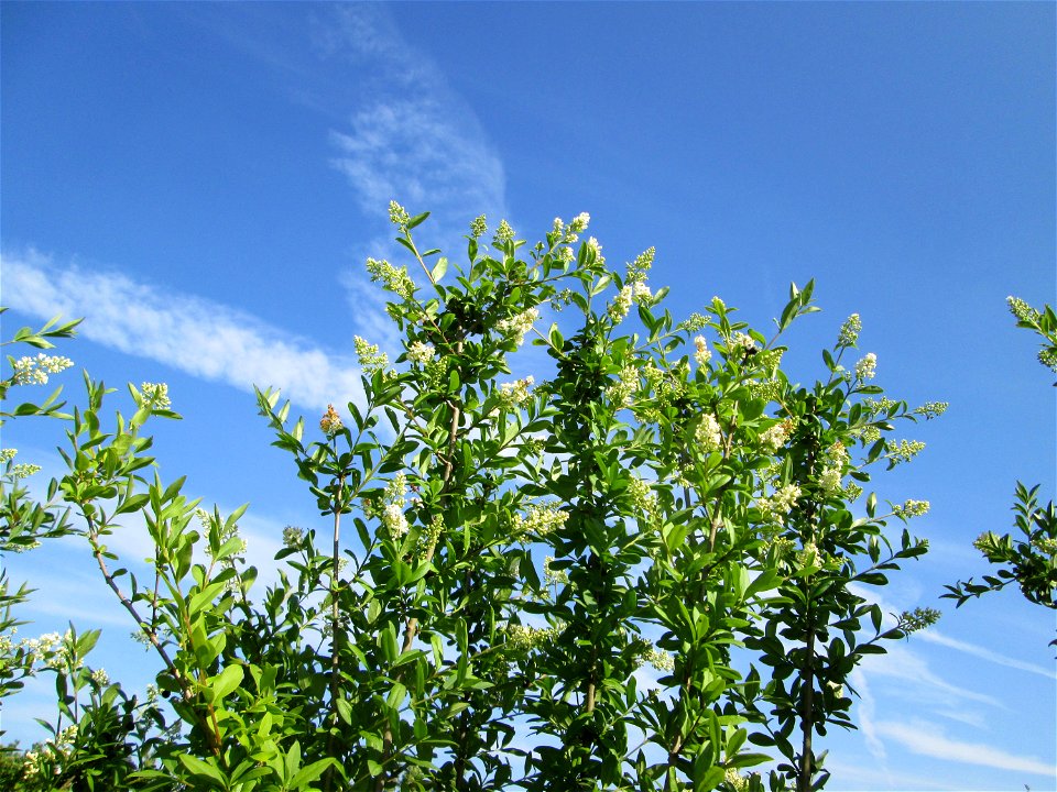Gewöhnlicher Liguster (Ligustrum vulgare) in Hockenheim