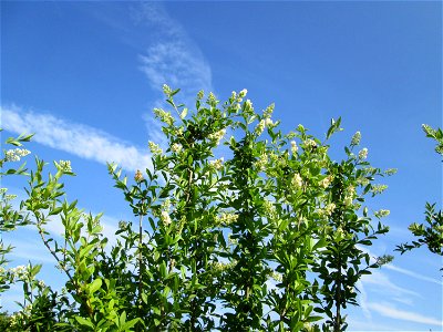 Gewöhnlicher Liguster (Ligustrum vulgare) in Hockenheim