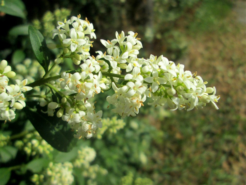 Gewöhnlicher Liguster (Ligustrum vulgare) in Hockenheim