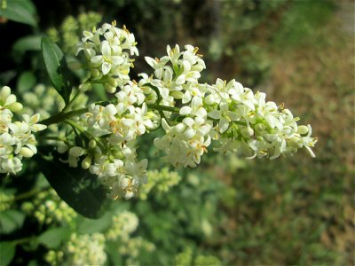 Gewöhnlicher Liguster (Ligustrum vulgare) in Hockenheim