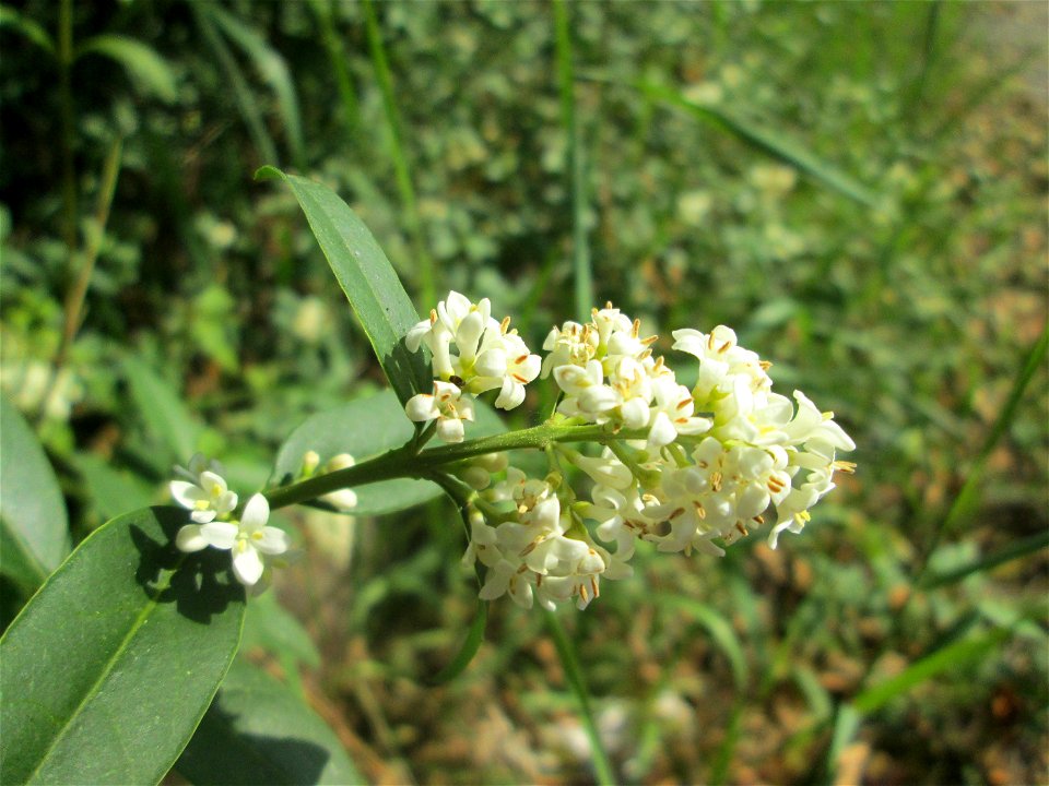 Gewöhnlicher Liguster (Ligustrum vulgare) in Hockenheim